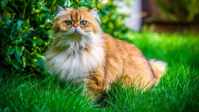 Framed Print : A plush NY11 British Longhair with a golden coat stands poised in a verdant garden, gazing forward with quiet confidence Framed Print : A plush NY11 British Longhair with a golden coat stands poised in a verdant garden, gazing forward with quiet confidence