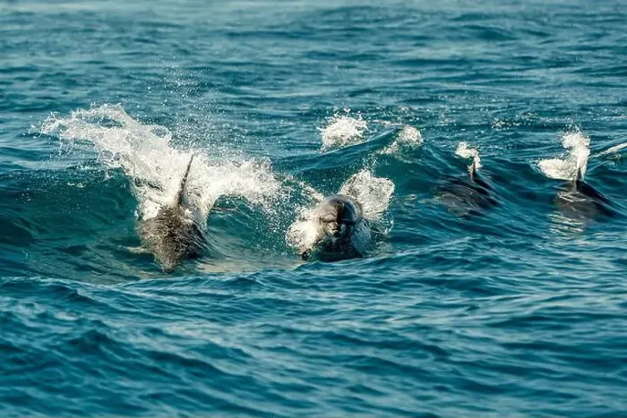 Framed Print : A pod of bottlenose dolphins jumping in sea waves of ligurian mediterranean sea Framed Print : A pod of bottlenose dolphins jumping in sea waves of ligurian mediterranean sea