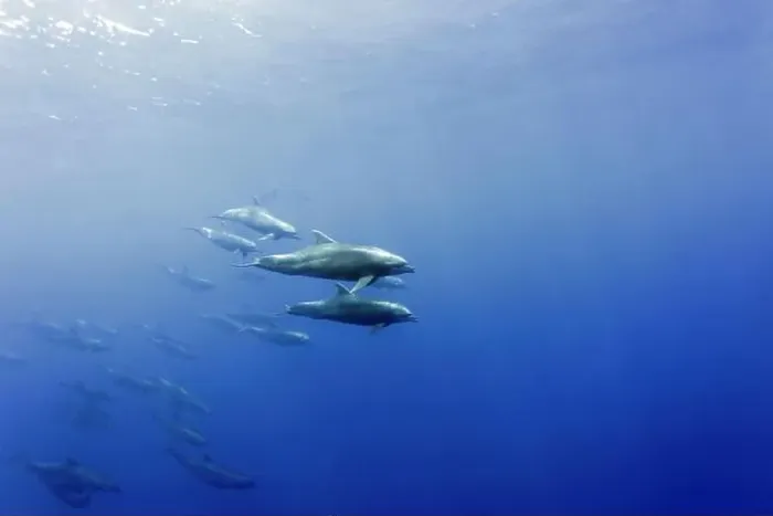 Framed Print : Pod of Bottlenose Dolphins (Tursiops truncatus) under water in the blue. Wolf Island, Galapagos Framed Print : Pod of Bottlenose Dolphins (Tursiops truncatus) under water in the blue. Wolf Island, Galapagos