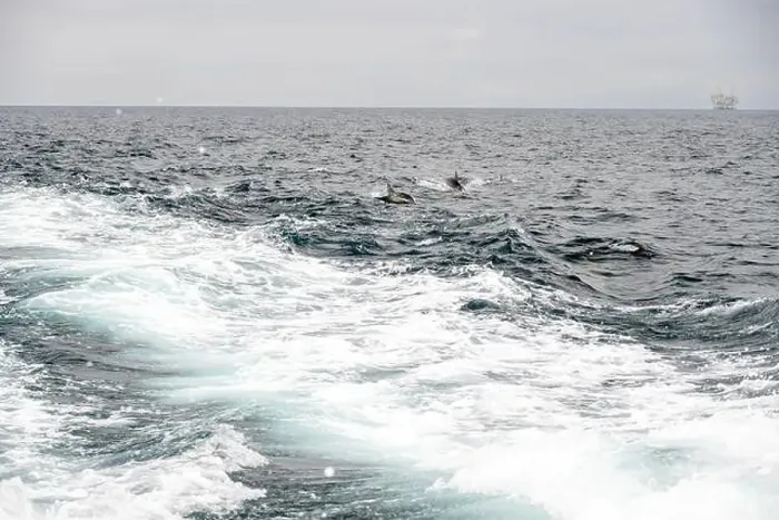Framed Print : Pod Of Dolphins Splash In Ferry Boat Wake in the Santa Barbara channel Framed Print : Pod Of Dolphins Splash In Ferry Boat Wake in the Santa Barbara channel