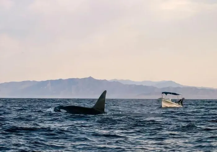 Framed Print : A pod of Killer Whales (Orcinus orca) near tourist boats in the Sea of Cortez, Mexico Framed Print : A pod of Killer Whales (Orcinus orca) near tourist boats in the Sea of Cortez, Mexico