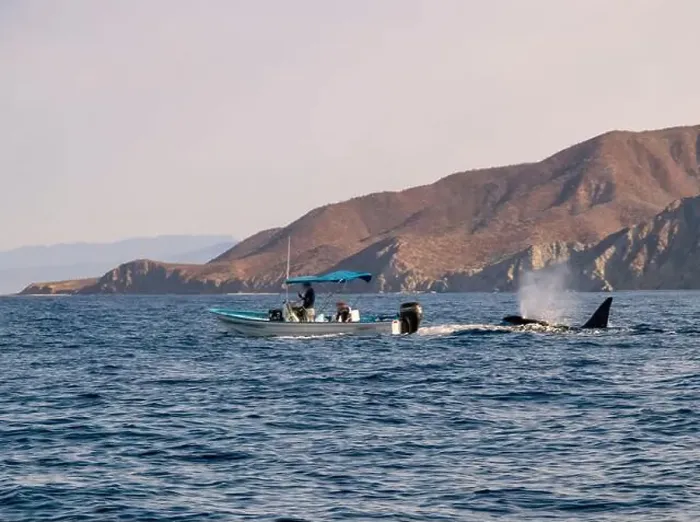 Framed Print : A pod of Killer Whales (Orcinus orca) near tourist boats in the Sea of Cortez, Mexico Framed Print : A pod of Killer Whales (Orcinus orca) near tourist boats in the Sea of Cortez, Mexico