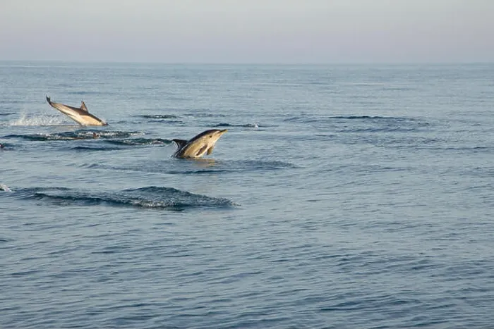 Framed Print : A pod of short-beaked common dolphins