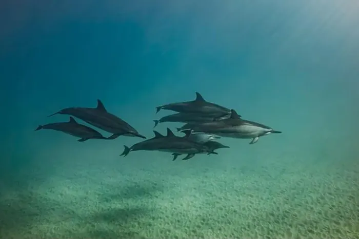 Framed Print : A pod of spinner dolphin with a few juveniles swim together near the sandy Framed Print : A pod of spinner dolphin with a few juveniles swim together near the sandy