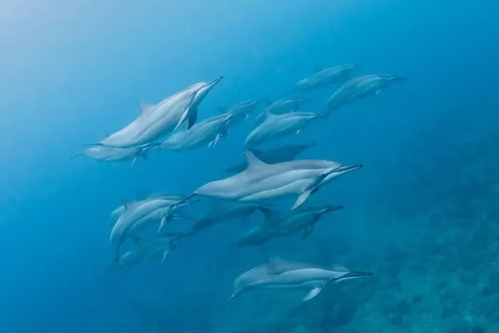 Framed Print : Pod of spinner dolphins (Stenella longirostris) swimming along the reef, Mauritius Framed Print : Pod of spinner dolphins (Stenella longirostris) swimming along the reef, Mauritius