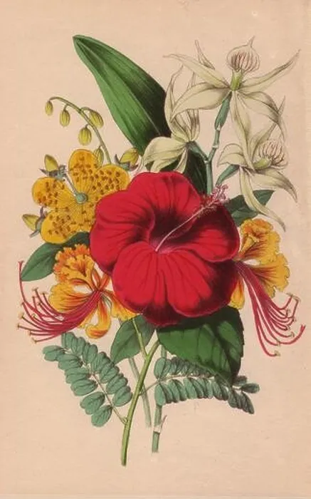 Framed Print : Poinciana, Chinese hypericum, crimson hibiscus and epidendrum orchid Framed Print : Poinciana, Chinese hypericum, crimson hibiscus and epidendrum orchid