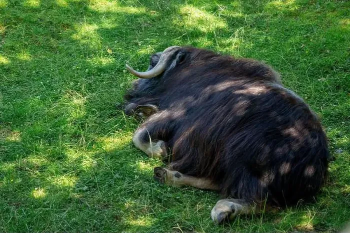 Framed Print : Point Defiance Zoo & Aquarium, Tacoma, Washington, USA. Juvenile Musk Ox reclining on the grass Framed Print : Point Defiance Zoo & Aquarium, Tacoma, Washington, USA. Juvenile Musk Ox reclining on the grass