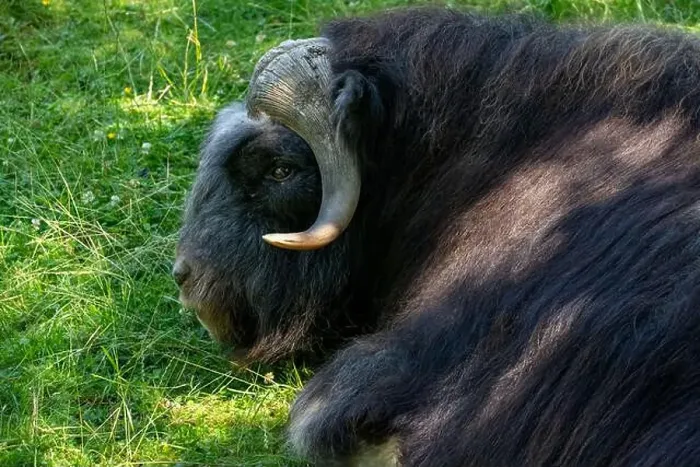 Framed Print : Point Defiance Zoo & Aquarium, Tacoma, Washington, USA. Juvenile Musk Ox reclining on the grass Framed Print : Point Defiance Zoo & Aquarium, Tacoma, Washington, USA. Juvenile Musk Ox reclining on the grass
