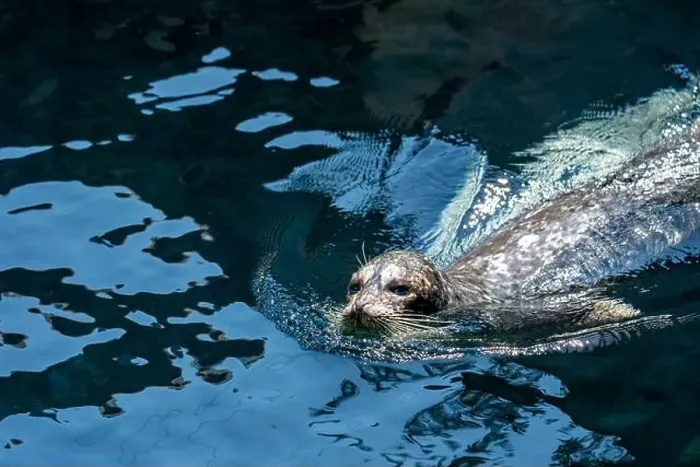 Framed Print : Point Defiance Zoo & Aquarium, Tacoma, Washington, USA. Harbor seal swimming Framed Print : Point Defiance Zoo & Aquarium, Tacoma, Washington, USA. Harbor seal swimming