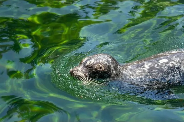 Framed Print : Point Defiance Zoo & Aquarium, Tacoma, Washington, USA. Harbor seal swimming Framed Print : Point Defiance Zoo & Aquarium, Tacoma, Washington, USA. Harbor seal swimming