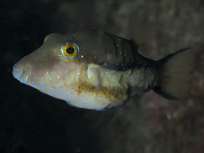 Framed Print : A pointed head pufferfish (Canthigaster rostrata) with bright spots swimming in dark water Framed Print : A pointed head pufferfish (Canthigaster rostrata) with bright spots swimming in dark water