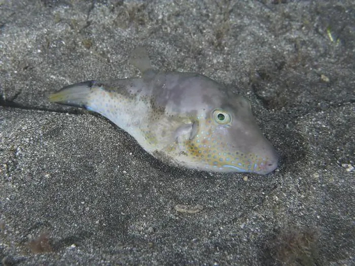 Framed Print : A pointed pufferfish (Canthigaster rostrata) rests camouflaged on the sandy bottom Framed Print : A pointed pufferfish (Canthigaster rostrata) rests camouflaged on the sandy bottom