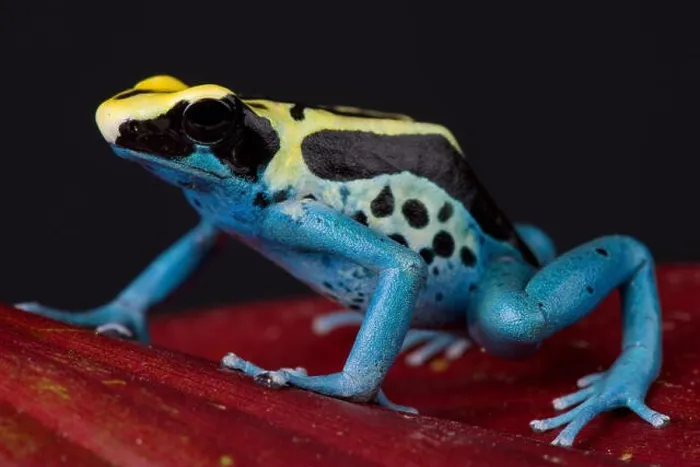 Framed Print : Poison dart frog / Dendrobates tinctorius Framed Print : Poison dart frog / Dendrobates tinctorius