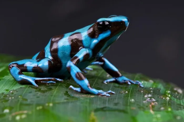 Framed Print : Poison frog / Dendrobates auratus Framed Print : Poison frog / Dendrobates auratus
