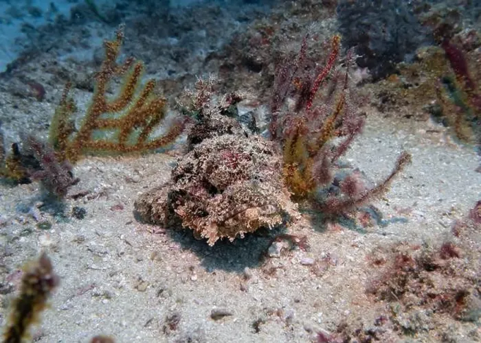 Framed Print : Poisonous scorpion fish among soft corals at the bottom of the Gulf of Oman in Fujairah, United Arab Emirates Framed Print : Poisonous scorpion fish among soft corals at the bottom of the Gulf of Oman in Fujairah, United Arab Emirates