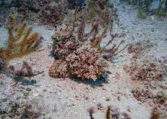Framed Print : Poisonous scorpion fish among soft corals at the bottom of the Gulf of Oman in Fujairah, United Arab Emirates Framed Print : Poisonous scorpion fish among soft corals at the bottom of the Gulf of Oman in Fujairah, United Arab Emirates