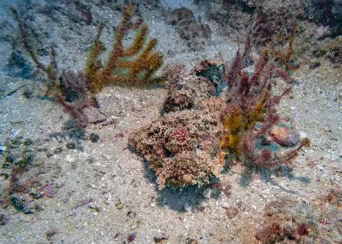 Framed Print : Poisonous scorpion fish among soft corals at the bottom of the Gulf of Oman in Fujairah, United Arab Emirates Framed Print : Poisonous scorpion fish among soft corals at the bottom of the Gulf of Oman in Fujairah, United Arab Emirates