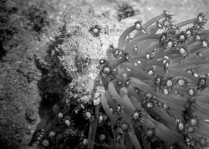 Framed Print : Poisonous scorpion fish among soft corals at the bottom of the Gulf of Oman in Fujairah, United Arab Emirates