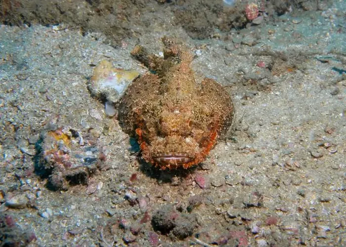 Framed Print : Poisonous scorpion fish at the bottom of the Gulf of Oman in Fujairah, United Arab Emirates