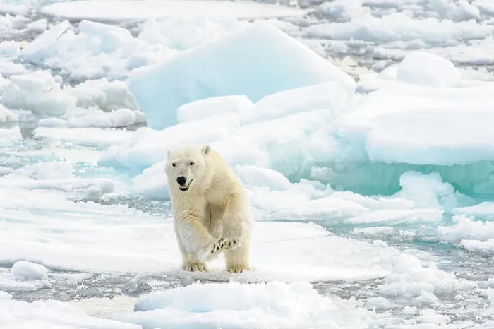 Framed Print : Polar bear cub jumping from one piece of sea ice to another Framed Print : Polar bear cub jumping from one piece of sea ice to another