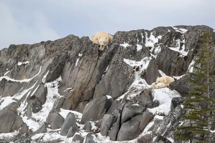 Framed Print : Two polar bear cubs take shelter from high winds while the female bear watches from above on the rocky shore of Framed Print : Two polar bear cubs take shelter from high winds while the female bear watches from above on the rocky shore of