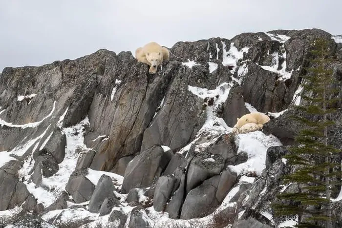 Framed Print : Two polar bear cubs take shelter from high winds while the female bear watches from above on the rocky shore of