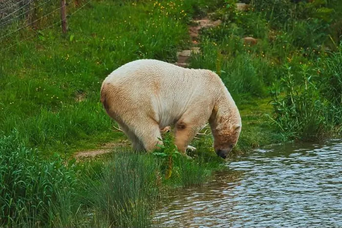 Framed Print : A polar bear drinking water from a pond in a grassy area Framed Print : A polar bear drinking water from a pond in a grassy area