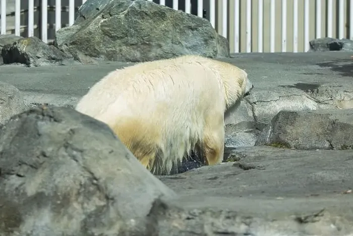 Framed Print : Polar bear getting out of the water on a spring day at the Anchorage Zoo in Alaska