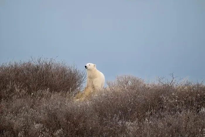 Framed Print : A polar bear on top of a hillside just outside of Churchill, Manitoba, in October Framed Print : A polar bear on top of a hillside just outside of Churchill, Manitoba, in October