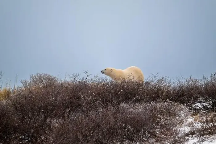 Framed Print : A polar bear on top of a hillside just outside of Churchill, Manitoba, in October Framed Print : A polar bear on top of a hillside just outside of Churchill, Manitoba, in October