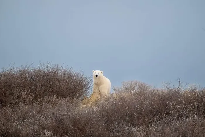 Framed Print : A polar bear on top of a hillside just outside of Churchill, Manitoba, in October Framed Print : A polar bear on top of a hillside just outside of Churchill, Manitoba, in October
