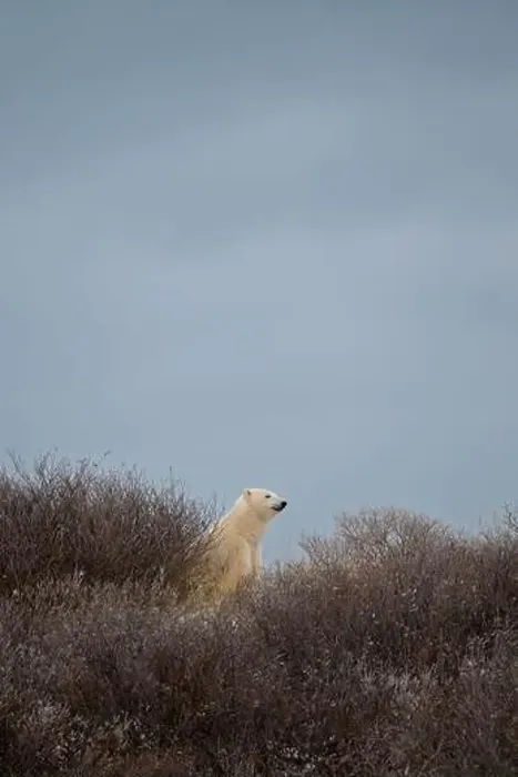 Framed Print : A polar bear on top of a hillside just outside of Churchill, Manitoba, in October Framed Print : A polar bear on top of a hillside just outside of Churchill, Manitoba, in October