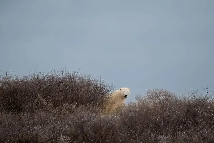 Framed Print : A polar bear on top of a hillside just outside of Churchill, Manitoba, in October Framed Print : A polar bear on top of a hillside just outside of Churchill, Manitoba, in October