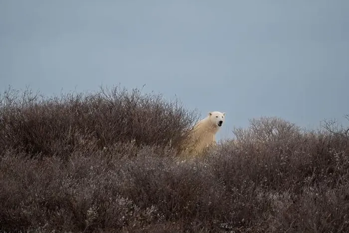 Framed Print : A polar bear on top of a hillside just outside of Churchill, Manitoba, in October Framed Print : A polar bear on top of a hillside just outside of Churchill, Manitoba, in October