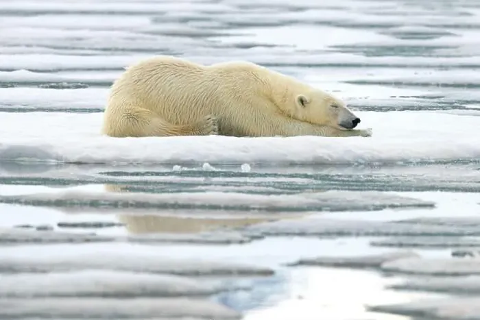Framed Print : Polar bear laying on ice, Svalbard and Jan Mayen, Norway, Polar Regions Framed Print : Polar bear laying on ice, Svalbard and Jan Mayen, Norway, Polar Regions