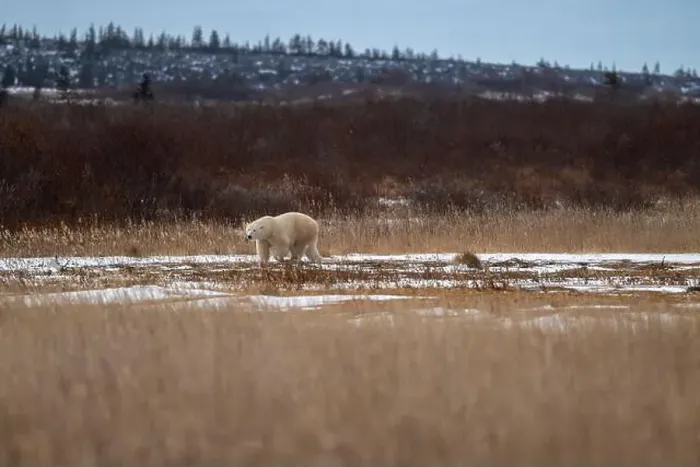 Framed Print : A polar bear makes its way though high grass and vegetation near Hudson Bay just outside of Churchill, Manitoba Framed Print : A polar bear makes its way though high grass and vegetation near Hudson Bay just outside of Churchill, Manitoba