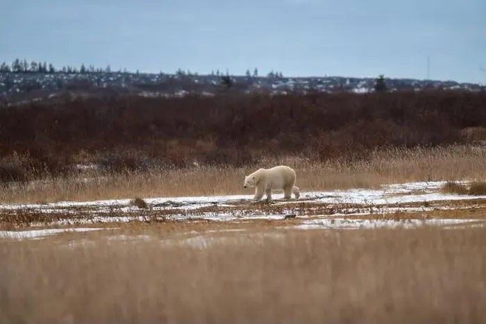 Framed Print : A polar bear makes its way though high grass and vegetation near Hudson Bay just outside of Churchill, Manitoba Framed Print : A polar bear makes its way though high grass and vegetation near Hudson Bay just outside of Churchill, Manitoba