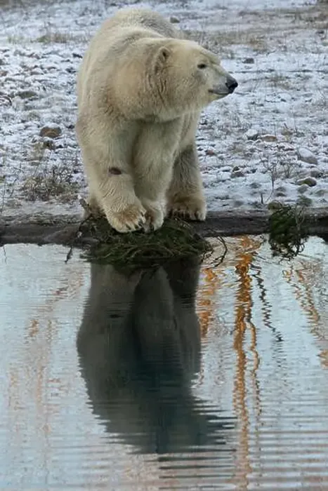 Framed Print : Polar bear in natural and reflection on water environment