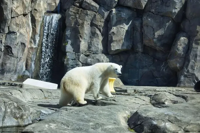 Framed Print : Polar bear in rocky enclosure with a waterfall in the background on a spring day at the Anchorage zoo in Alaska