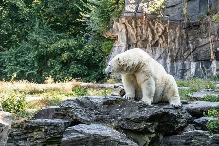 Framed Print : A polar bear sits on a stone. The bear looks away Framed Print : A polar bear sits on a stone. The bear looks away