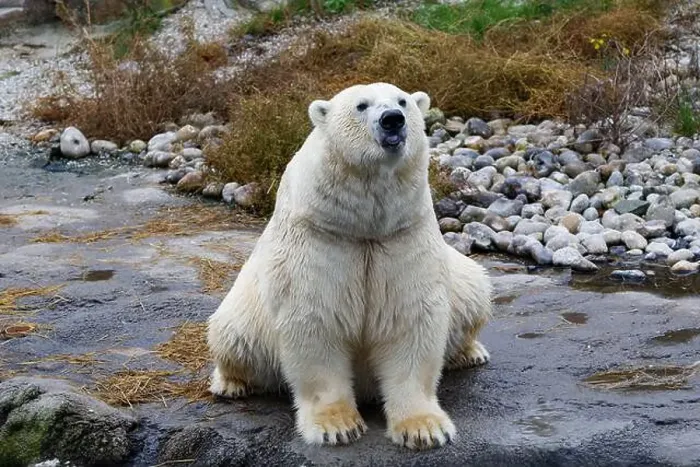 Framed Print : A polar bear sitting comfortable on a rock Framed Print : A polar bear sitting comfortable on a rock
