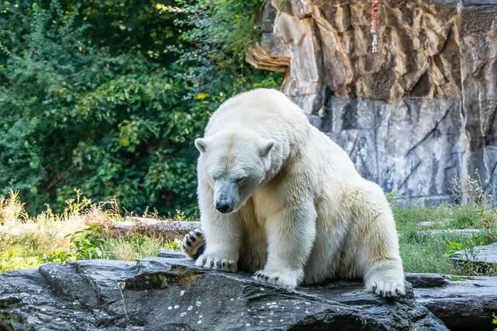 Framed Print : A polar bear is sitting on a rock in a zoo enclosure. The bear appears to be relaxed and comfortable in its surroundings