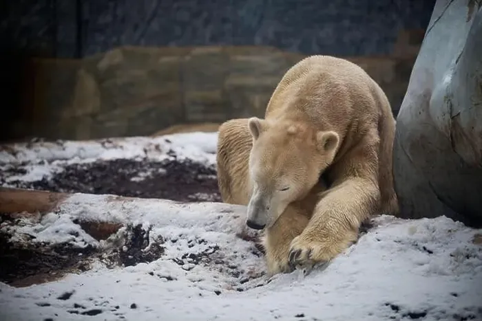 Framed Print : Polar bear sleeping in the snow next to a big rock Framed Print : Polar bear sleeping in the snow next to a big rock