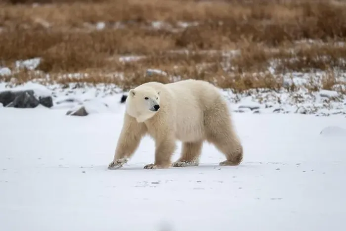 Framed Print : Polar bear on snow covered ground near the shoreline of Hudson Bay outside of Churchill, Manitoba, In winter