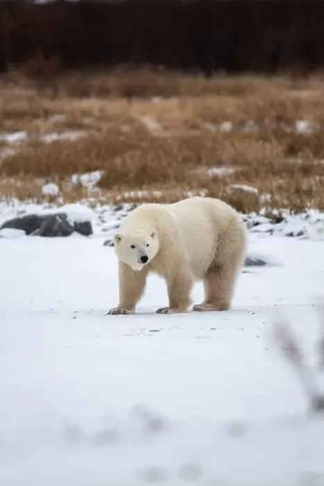 Framed Print : Polar bear on snow covered ground near the shoreline of Hudson Bay outside of Churchill, Manitoba, In winter Framed Print : Polar bear on snow covered ground near the shoreline of Hudson Bay outside of Churchill, Manitoba, In winter