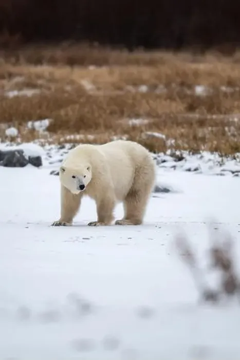 Framed Print : Polar bear on snow covered ground near the shoreline of Hudson Bay outside of Churchill, Manitoba, In winter Framed Print : Polar bear on snow covered ground near the shoreline of Hudson Bay outside of Churchill, Manitoba, In winter