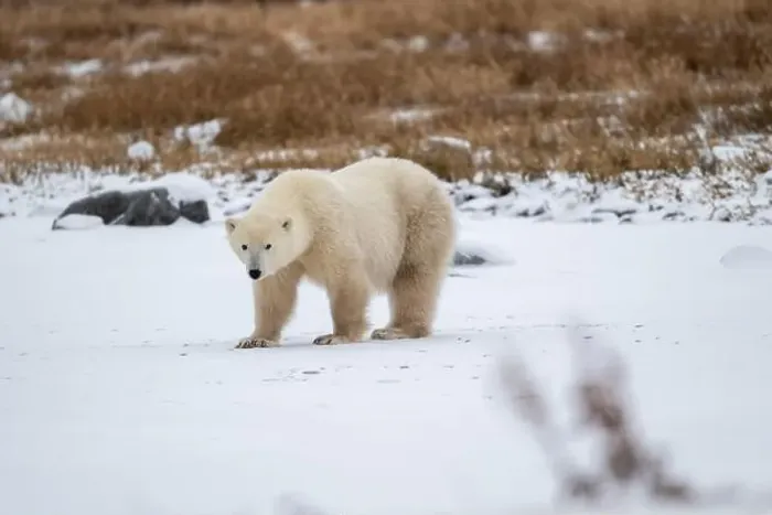 Framed Print : Polar bear on snow covered ground near the shoreline of Hudson Bay outside of Churchill, Manitoba, In winter Framed Print : Polar bear on snow covered ground near the shoreline of Hudson Bay outside of Churchill, Manitoba, In winter