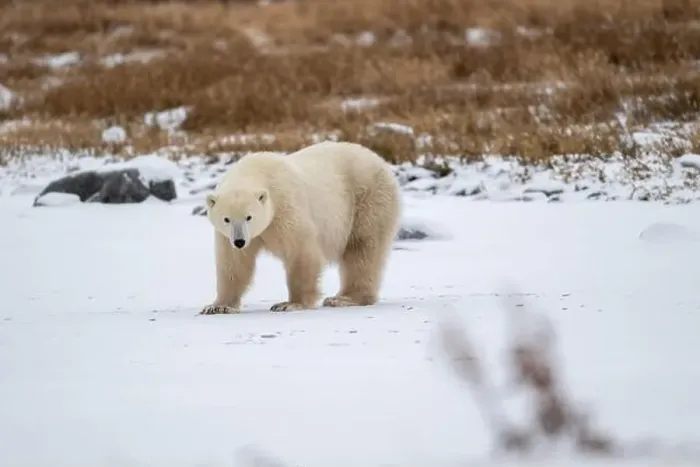Framed Print : Polar bear on snow covered ground near the shoreline of Hudson Bay outside of Churchill, Manitoba, In winter