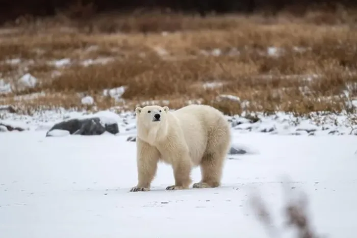Framed Print : Polar bear on snow covered ground near the shoreline of Hudson Bay outside of Churchill, Manitoba, In winter
