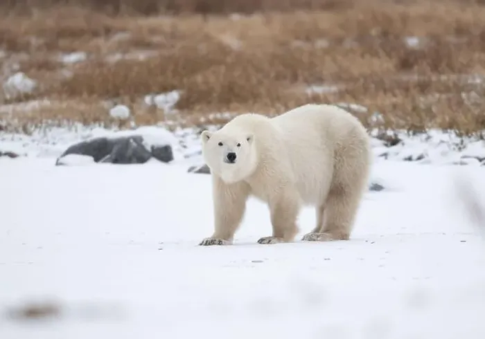 Framed Print : Polar bear on snow covered ground near the shoreline of Hudson Bay outside of Churchill, Manitoba, In winter Framed Print : Polar bear on snow covered ground near the shoreline of Hudson Bay outside of Churchill, Manitoba, In winter